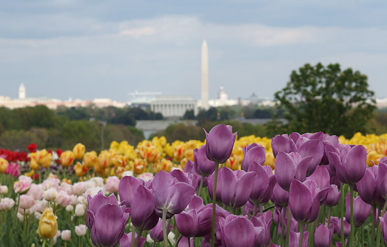 Distant shot of Washington memorial